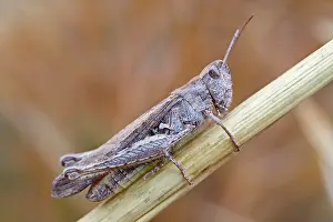 Grasshopper: 80199350 Field Grasshopper Norfolk, UK Chorthippus