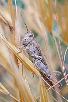 Grasshopper: 80199351 Field Grasshopper Norfolk, UK Chorthippus