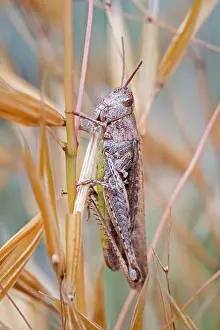 Grasshopper: 80199352 Field Grasshopper Norfolk, UK Chorthippus