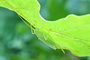 Cricket: 80199353 Oak Bush-cricket - camouflage on Oak leaf