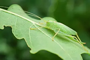 Cricket: 80199354 Oak Bush-cricket - camouflage on Oak leaf