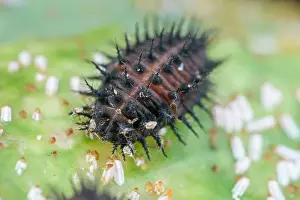 Kidney: 80199357 Kidney-spot Ladybird - larva feeding on