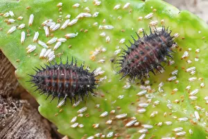 Kidney: 80199358 Kidney-spot Ladybird - larva feeding on