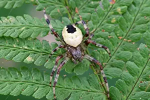 Marbled: 80199360 Marbled Orb-weaver Spider Norfolk, UK Araneus