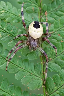 Marbled: 80199361 Marbled Orb-weaver Spider Norfolk, UK Araneus
