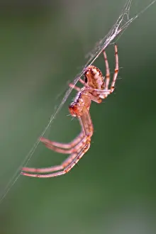 Diadematus: 80199363 Garden Spider - on web Norfolk, UK Araneus
