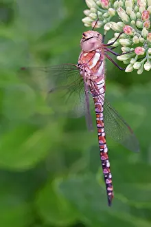 Aeshna: 80199364 Migrant Hawker - immature male Norfolk