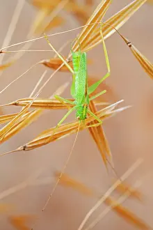 Cricket: 80199368 Oak Bush-cricket Norfolk, UK Meconema thalassinum