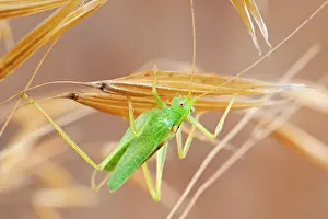 Cricket: 80199369 Oak Bush-cricket Norfolk, UK Meconema thalassinum