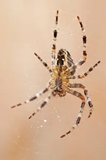 Diadematus: 80199370 Garden Spider - female on web Norfolk
