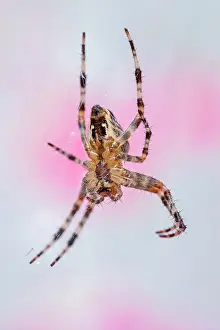 Diadematus: 80199371 Garden Spider - female on web Norfolk