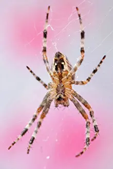 Diadematus: 80199372 Garden Spider - female on web Norfolk