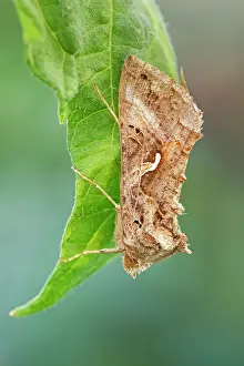 Echium: 80199373 Silver Y Moth - resting on Echium flowers