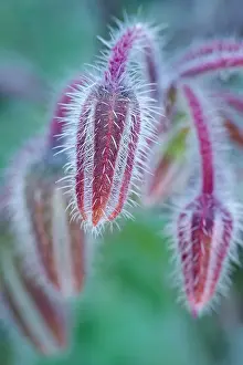 Borage: 80199374 Borage - hairy buds Norfolk, UK Borago