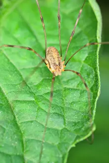 Opilio: 80199375 Harvestman - on leaf Norfolk, UK Phalangium