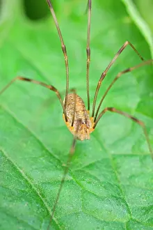 Opilio: 80199376 Harvestman - on leaf Norfolk, UK Phalangium