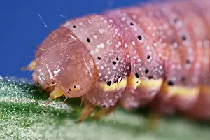 Tomato: 80199377 Bright-line Brown-eye Moth - caterpillar
