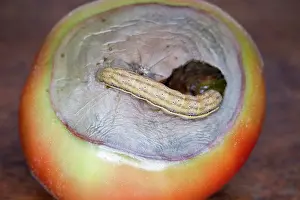 Tomato: 80199379 Bright-line Brown-eye Moth - caterpillar