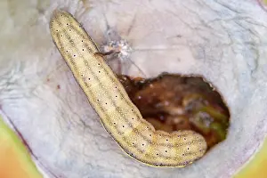 Tomato: 80199380 Bright-line Brown-eye Moth - caterpillar