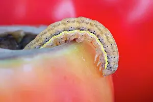 Tomato: 80199381 Bright-line Brown-eye Moth - caterpillar