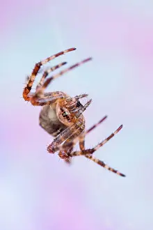 Diadematus: 80199382 Garden Spider - on web Norfolk, UK Araneus
