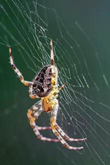Diadematus: 80199383 Garden Spider - on web Norfolk, UK Araneus