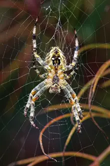 Diadematus: 80199384 Garden Spider - on web Norfolk, UK Araneus