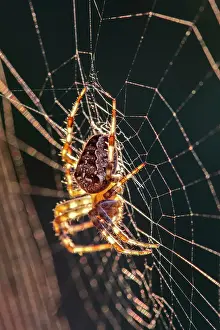 Diadematus: 80199385 Garden Spider - on web Norfolk, UK Araneus