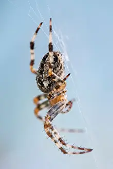 Diadematus: 80199386 Garden Spider - on web Norfolk, UK Araneus