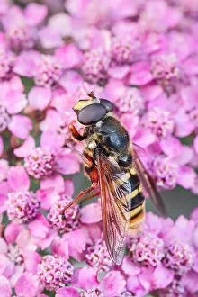 Hoverfly: 80199387 Bog Hoverfly Norfolk, UK Sericomyia silentis