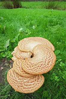 Saddle: 80199388 Dryad's Saddle - growing on rotting stump