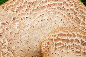 Saddle: 80199389 Dryad's Saddle Norfolk, UK Polyporus squamosus