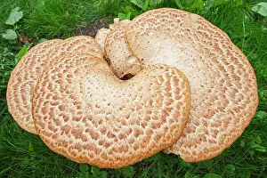 Saddle: 80199390 Dryad's Saddle - growing on rotting stump