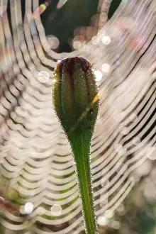 Calendula: 80199393 Garden Spider - web and Calendula bud Norfolk