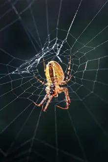 Diadematus: 80199394 Garden Spider - on web Norfolk, UK Araneus