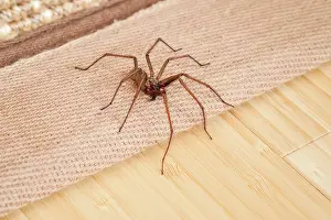 Araneus: 80199396 Giant House Spider - on floor of house