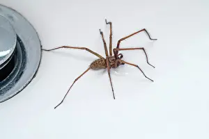 Sink: 80199397 Giant House Spider - in sink / bath by