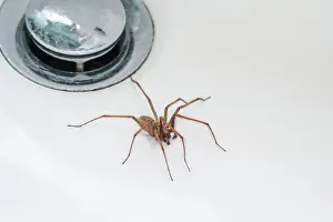 Sink: 80199398 Giant House Spider - in sink / bath by