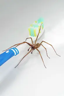 Toothbrush: 80199399 Giant House Spider - on toothbrush Norfolk