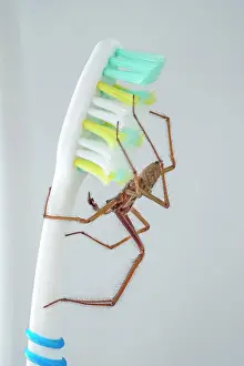 Toothbrush: 80199400 Giant House Spider - on toothbrush Norfolk