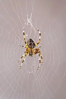 Diadematus: 80199402 Garden Spider - on web Norfolk, UK Araneus