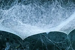 Platform: 80199403 Platform Hammock Spider - sheet web structure