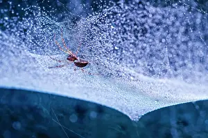 Waiting: 80199408 Platform Hammock Spider - waiting on underside