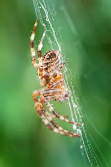 Diadematus: 80199410 Garden Spider - on web Norfolk, UK Araneus