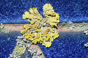 Container: 80199411 Common Orange Lichen - growing on unglazed