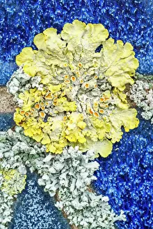 Container: 80199413 Common Orange Lichen - growing on unglazed