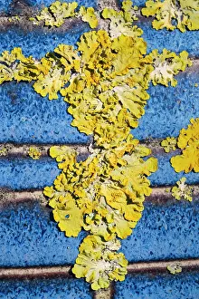Container: 80199414 Common Orange Lichen - growing on unglazed