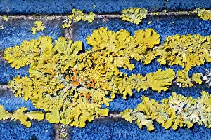 Container: 80199415 Common Orange Lichen - growing on unglazed