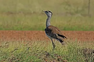 Bustard: 80199416 Australian Bustard - female Queensland