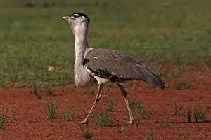 Bustard: 80199417 Australian Bustard - male Queensland, Australia